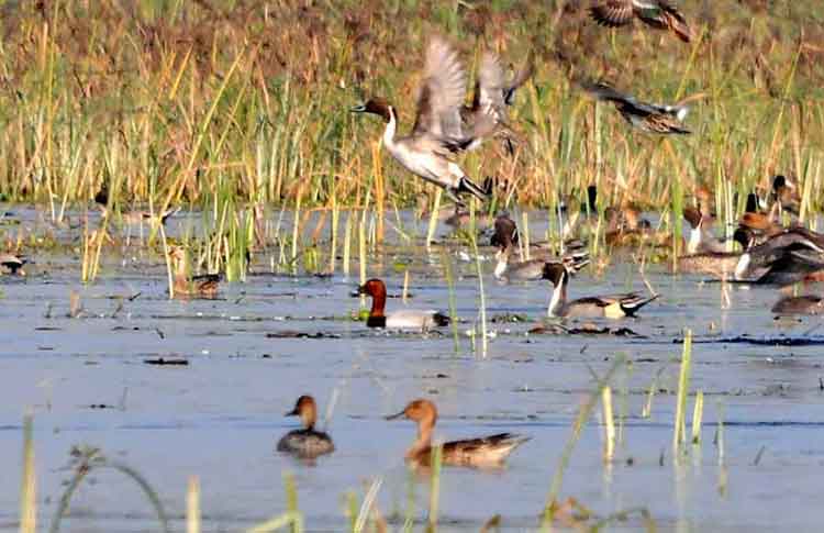 Flora & Fauna Extravaganza: Discovering The Wildlife Of Uttar Pradesh