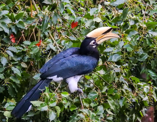 Pilibhit's Avian Wonders: A Birdwatcher's Paradise