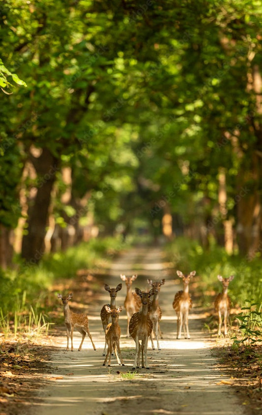 The Call Of The Wild: Safari Adventures In Pilibhit Tiger Reserve