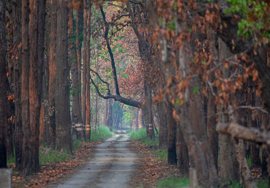 Trekking And Nature Walks At Pilibhit Tiger Reserve