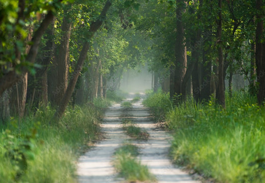 Pilibhit Tiger Reserve: A Family-Friendly Wildlife Adventure