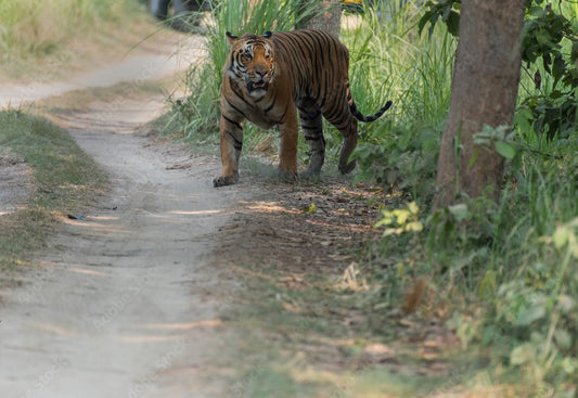 Eco-Tourism Adventures: Top Activities And Attractions In Pilibhit Tiger Reserve