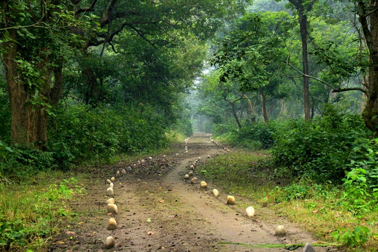 Dudhwa's Hidden Gems Offbeat Trails And Nature Treasures