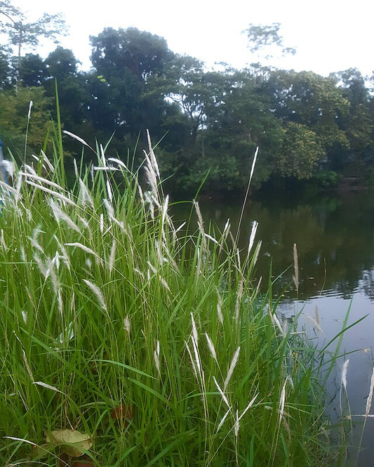 The Flora Of Pilibhit Tiger Reserve: A Botanical Wonderland