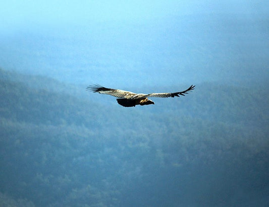 Jungle Adventures: A Family-Friendly Guide To Madhya Pradesh's National Parks