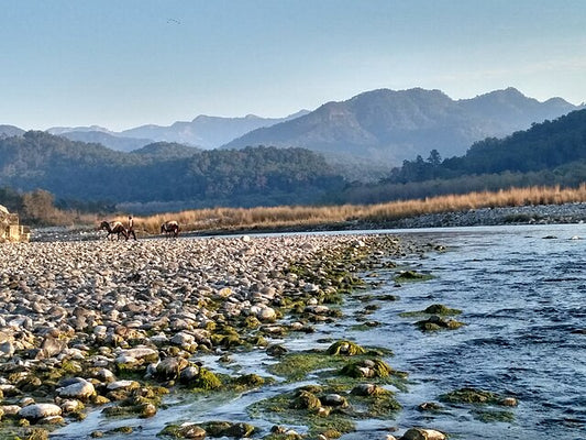 Photography Tips For Capturing The Essence Of Corbett