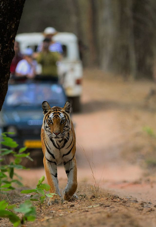 The Role of Conservation in Wildlife Tourism