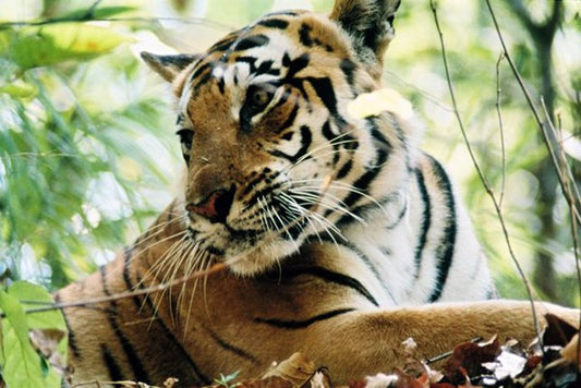 Why Eco-Tourism is the Future of Wildlife Tours