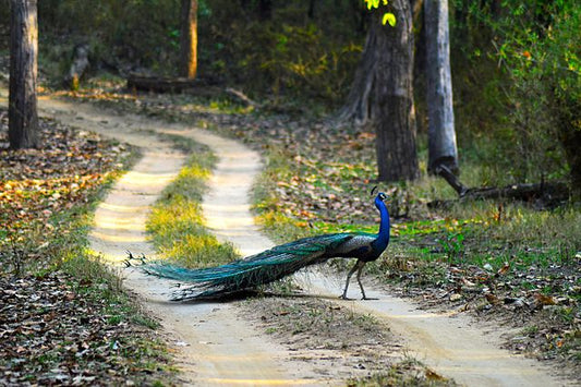 Planning A Family Trip To Kanha National Park: What You Need To Know