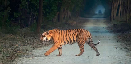 Pilibhit Tiger Reserve: A Thrilling Wildlife Adventure with Wildlense® Wildlense