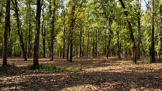 How Eco-Tourism Supports Local Communities in Uttar Pradesh