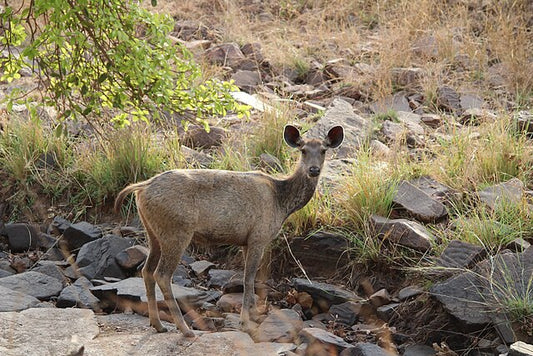 Panna's Conservation Success: The Journey Of Reintroducing Tigers