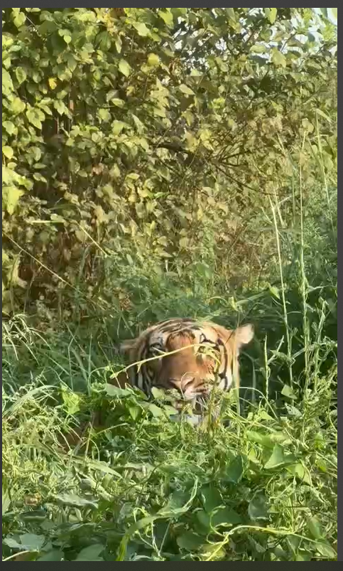 How To Plan A Safari At Pilibhit Tiger Reserve