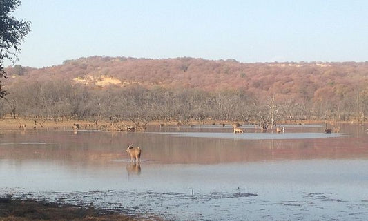 Conservation Initiatives: Protecting Ranthambore's Ecosystem