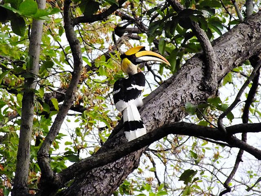 Wildlife Tours for Birdwatchers: What to Expect
