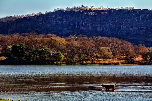 Ranthambore Safari: A Thrilling Adventure In The Wild