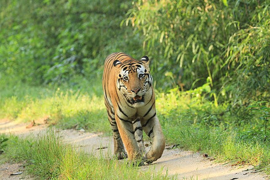Best Photography Spots: Capturing The Essence Of Kanha In Frames