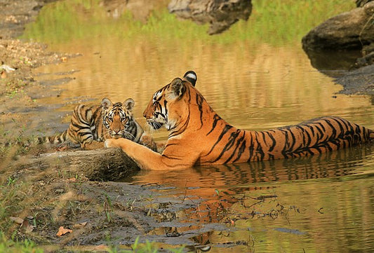 Top 5 Wildlife Tours to Experience in India
