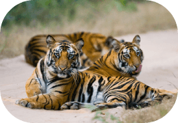 Kids and Conservation: Why Start Early with Eco Tours