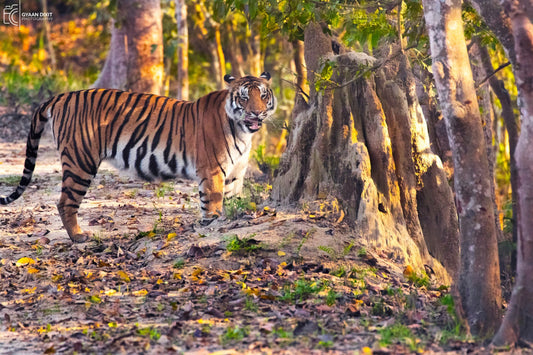 Explore the Wild Wonders of Pilibhit Tiger Reserve: Your Ultimate Guide to Zone 1 and Wildlense Wild Retreat