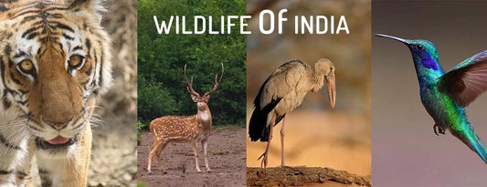 Wildlife of India Wildlense