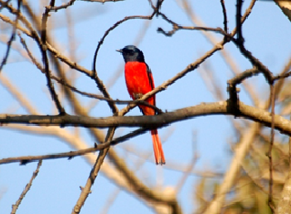 Top 10 Bird Species To Spot At Pilibhit Tiger Reserve