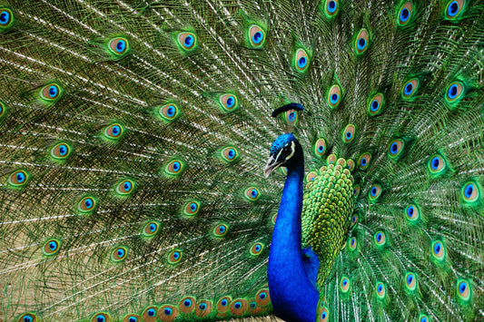 Cultural Immersion And Wildlife Adventures: A Perfect Blend In India