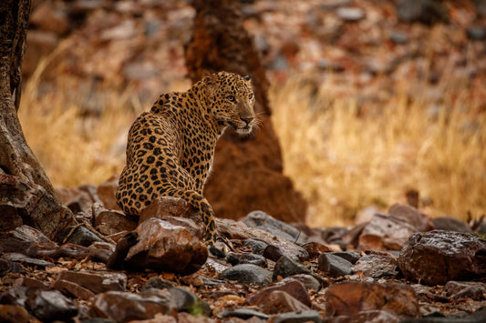 Roaring Encounters: Exploring The Big Cats Of Uttar Pradesh