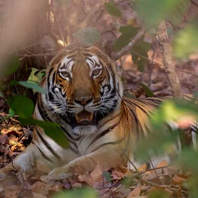 Responsible Wildlife Tourism: Do’s and Don’ts for Ethical Travelers