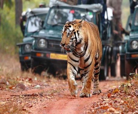 A Beginner’s Guide to Wildlife Safaris: Discover the Wild with Wildlense Eco Foundation