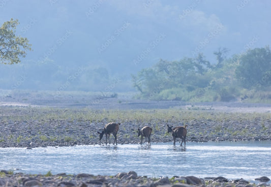 Exploring The Landscapes Of Corbett National Park: Beyond Tigers