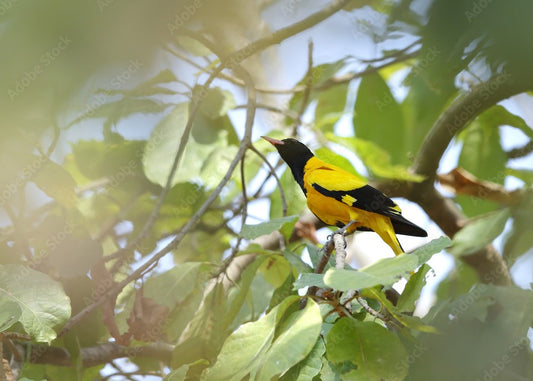 Birdwatcher's Paradise: Avian Wonders Of Pench Tiger Reserve