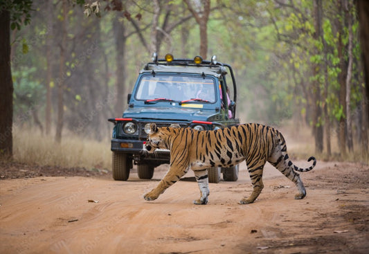 An Insider's Guide To Safari Options In Bandhavgarh