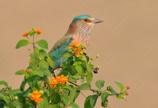 Corbett National Park In Different Seasons