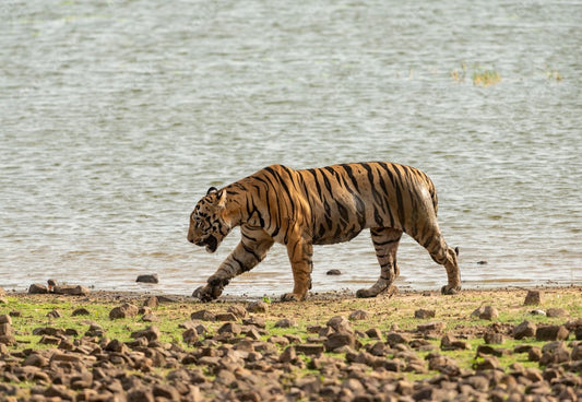Tadoba's Buffer Zones: A Critical Aspect Of Conservation