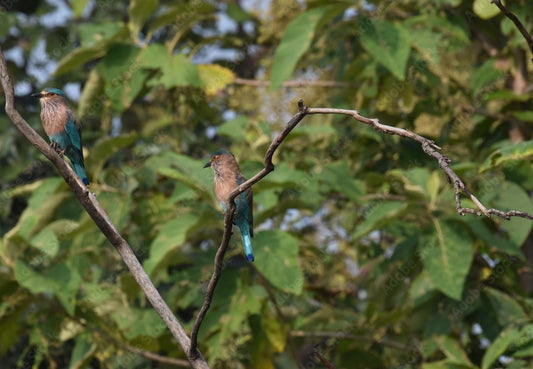 Panna's Avian Wonders: Birdwatching In The Reserve