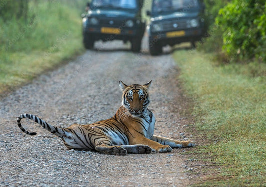 Your Guide To Jeep Safaris In Corbett National Park