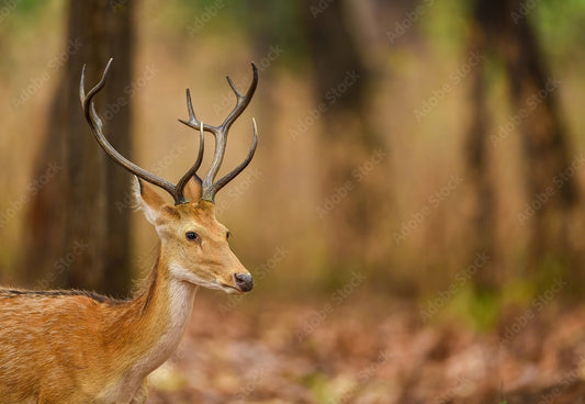 The Swamp Deer Of Dudhwa: A Conservation Success Story