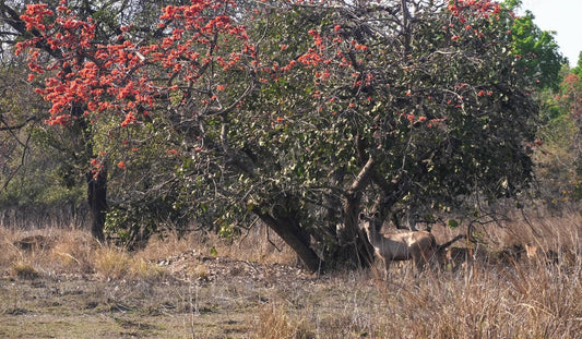 The Flora Of Tadoba: Unveiling The Forest's Green Riches