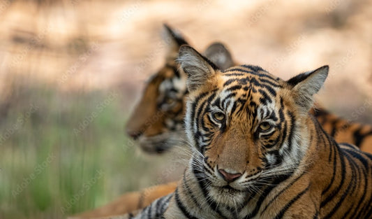 Panna Tiger Reserve: A Case Study In Wildlife Rehabilitation