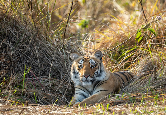 Tiger Tales: Spotlight On Rajaji's Big Cats