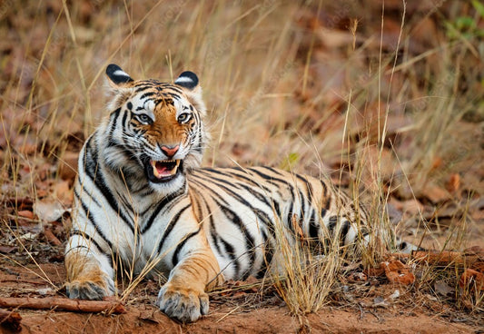 In The Footsteps Of Tigers: Tracking The Majestic Cats Of Bandhavgarh
