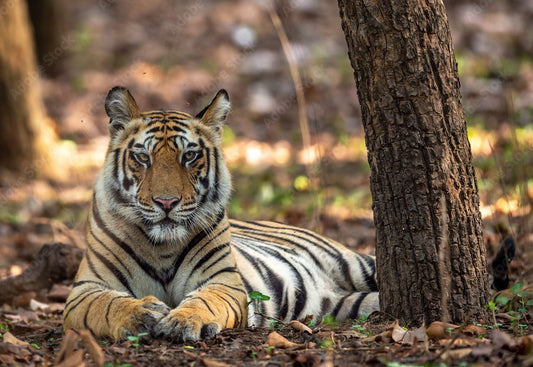 Tigers Of Pench: Unraveling The Mystique Of Striped Majesty