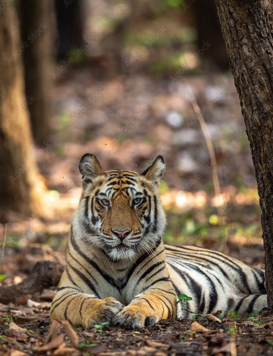 Conservation Triumph: Panna Tiger Reserve's Journey To Recovery