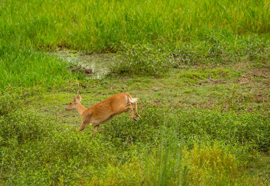 Adventures In Pilibhit: Exploring The Reserve's Wild Side