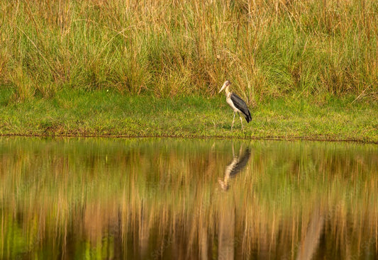 "Birding & Sunrise: A Day at Wildlense Wild Retreat"
