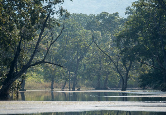 Flora And Fauna Diversity In Panna Tiger Reserve