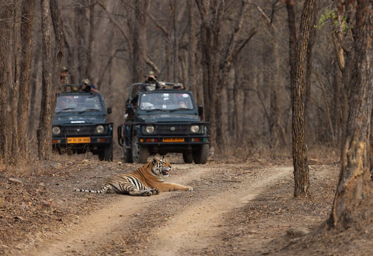 The Role Of Panna National Park In India’s Eco-Tourism Growth