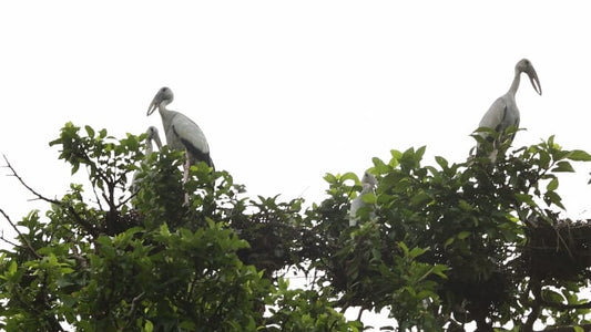 Dudhwa's Birdwatcher's Paradise: Avian Wonders And Hotspots