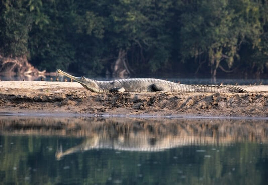 Gharials Of Pilibhit: Guardians Of The Riverine Ecosystem